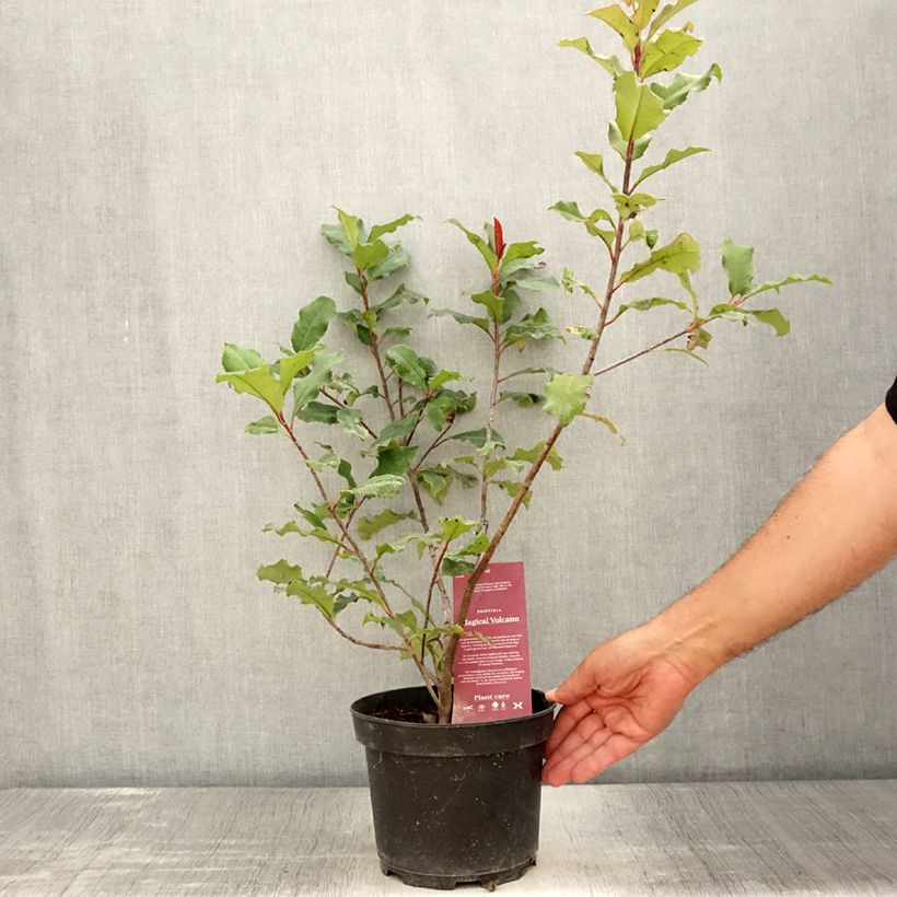 Amostra de Photinia × fraseri Magical Volcano Vaso de 2 L/3 L tal como entregue no verão