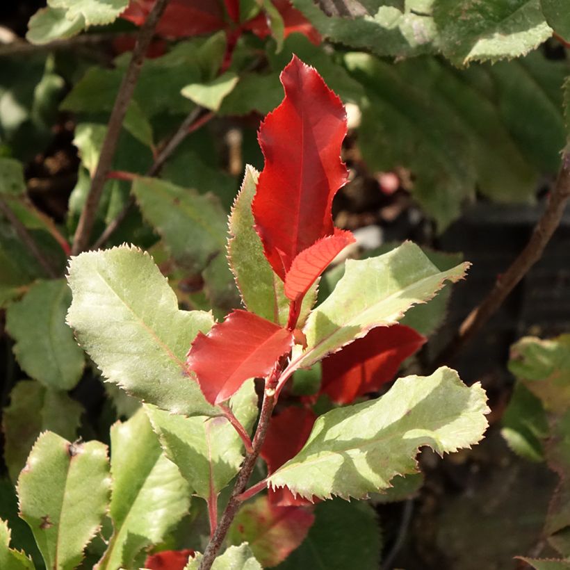 Photinia × fraseri Magical Volcano (Folhagem)