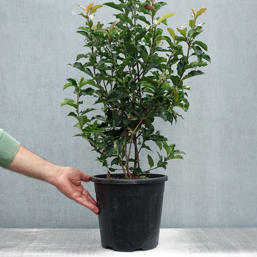 Amostra de Photinia × fraseri Magical Volcano Vaso de 7,5 L/10 L tal como entregue no verão