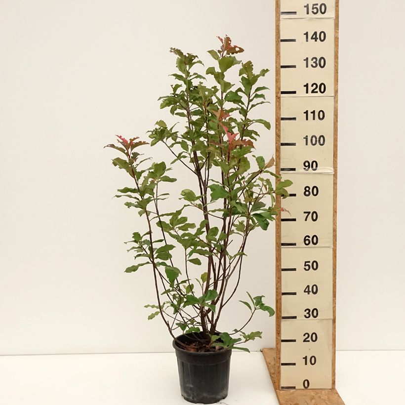 Amostra de Photinia × fraseri Magical Volcano Vaso de 7,5 L/10 L tal como entregue no outono