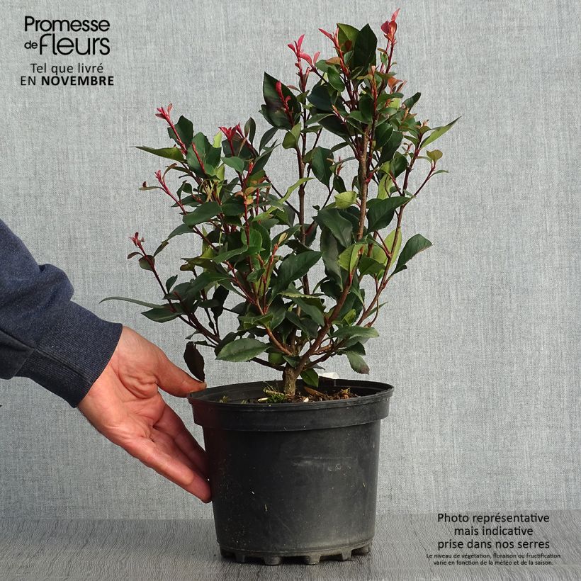 Amostra de Photinia × fraseri Nana Vaso de 2 L/3 L tal como entregue no outono
