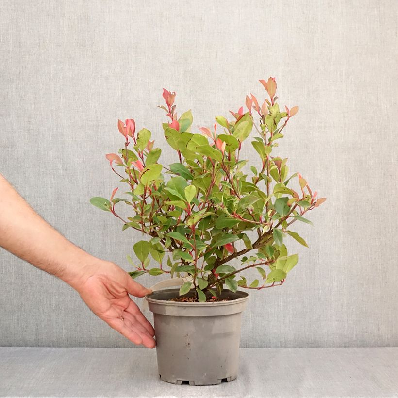 Amostra de Photinia × fraseri Nana Vaso de 2 L/3 L tal como entregue no verão