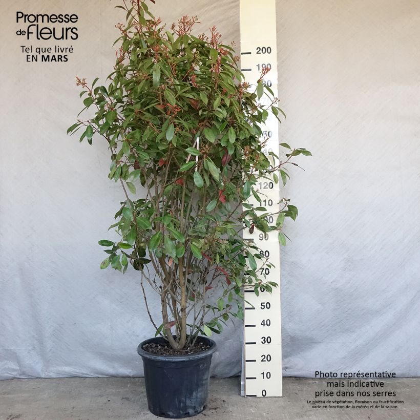 Amostra de Photinia fraseri Red Robin Vaso de 30 L/35 L tal como entregue na primavera
