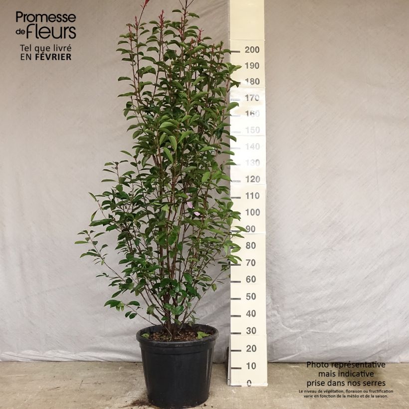 Amostra de Photinia fraseri Red Robin Vaso de 50 L/55 L tal como entregue no inverno