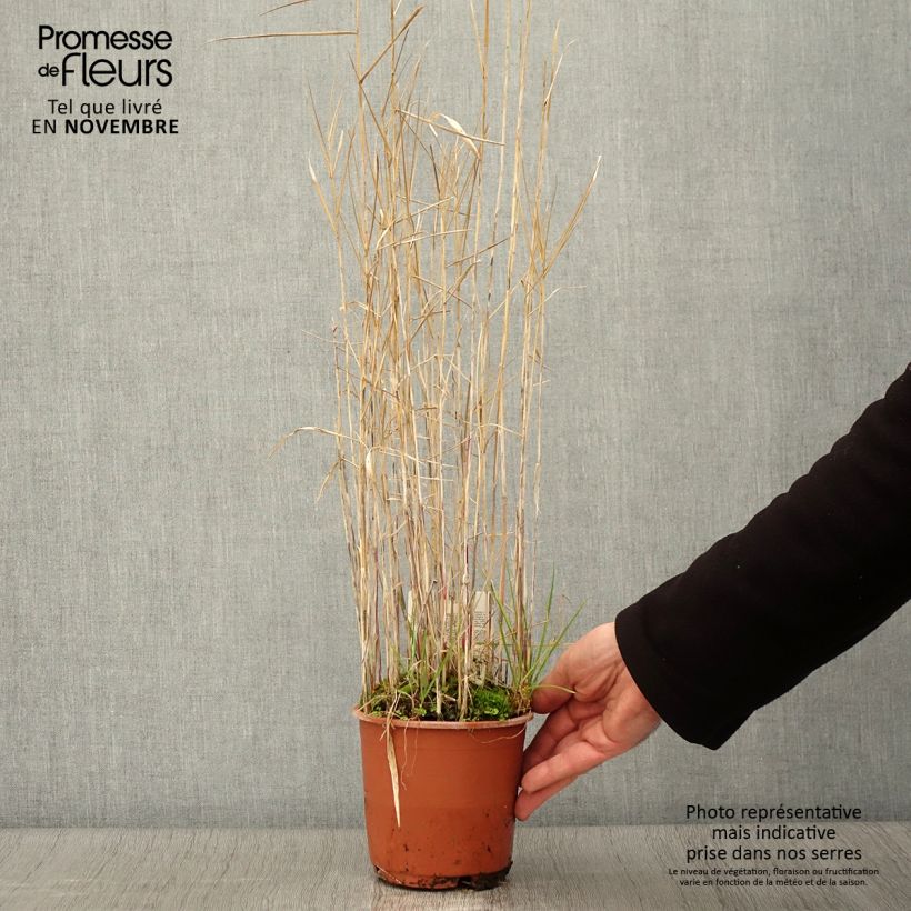 Amostra de Phragmites australis - Roseau commun Pot de 1L/1,5L tal como entregue no outono