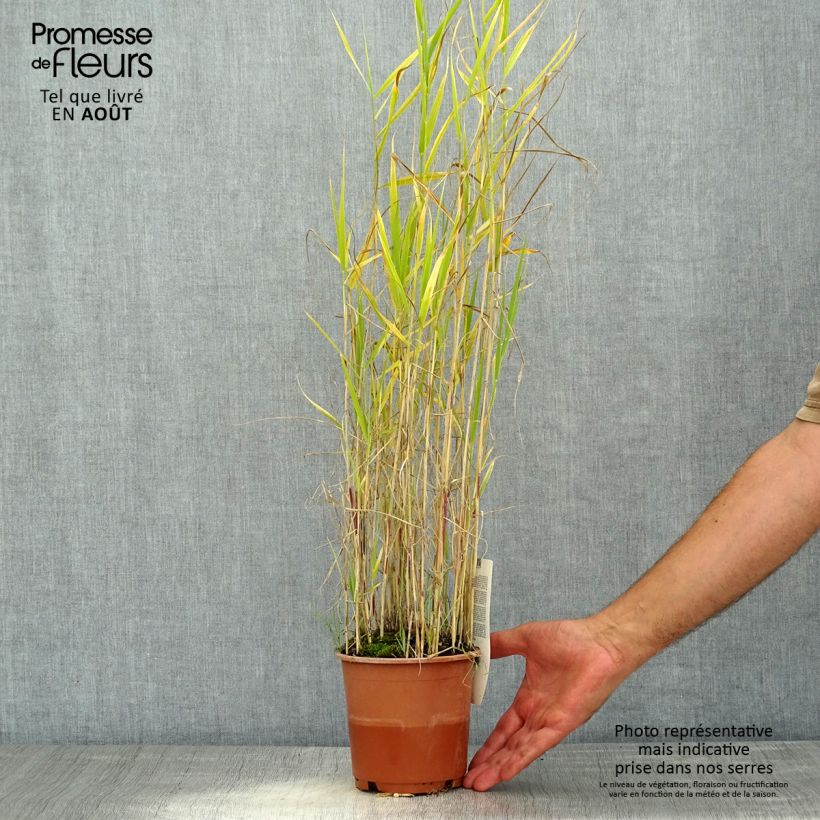 Amostra de Phragmites australis Vaso de 1 L/1,5 L tal como entregue no verão