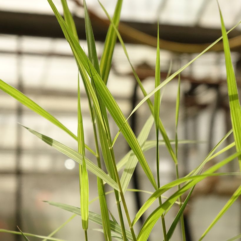 Phragmites australis Variegatus (Folhagem)
