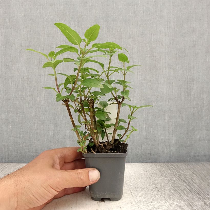 Amostra de Phygelius capensis Vaso de 8/9 cm tal como entregue no verão
