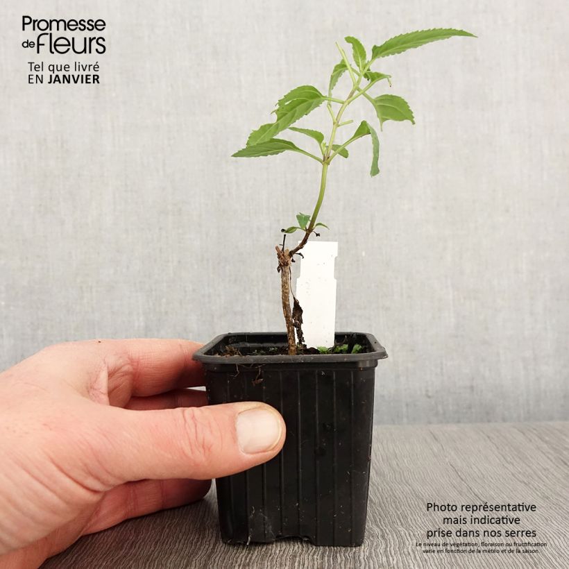 Amostra de Phygelius capensis Vaso de 8/9 cm tal como entregue no inverno