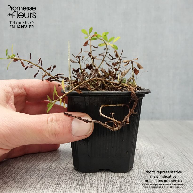 Amostra de Phyla nodiflora var. canescens - Lippia nodiflora Godet de 7/8 cm tal como entregue no inverno