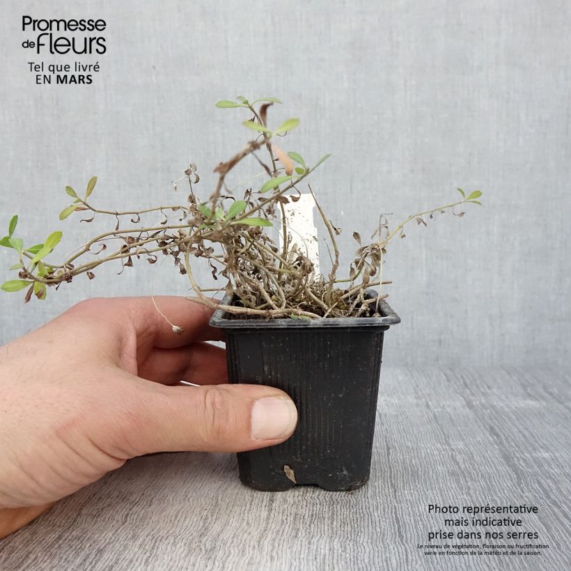 Amostra de Phyla nodiflora var. canescens Vaso de 7/8 cm tal como entregue na primavera