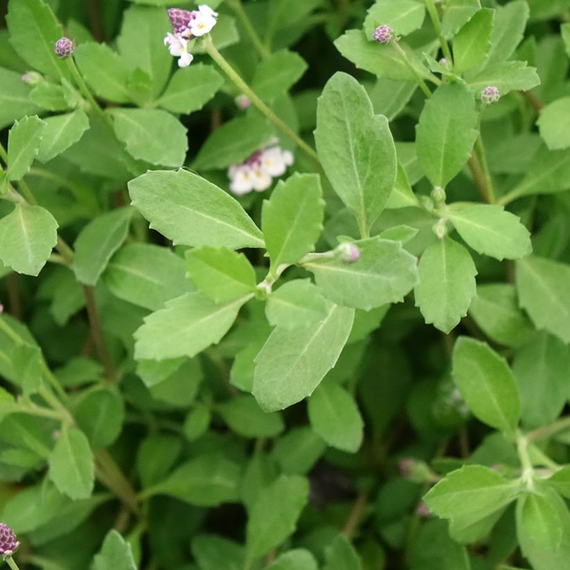Phyla nodiflora var. canescens (Folhagem)