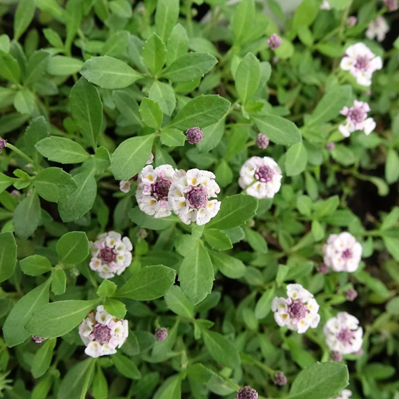 Phyla nodiflora var. canescens (Floração)