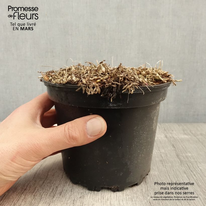 Amostra de Phyla nodiflora Vaso de 2 L/3 L tal como entregue na primavera