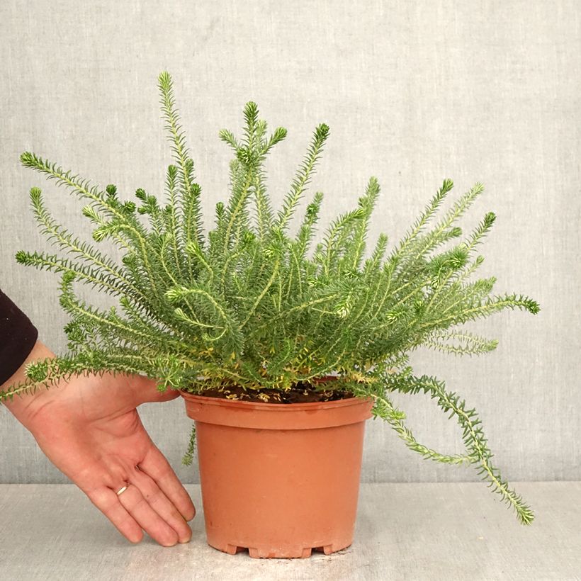 Amostra de Phylica ericoides Vaso de 3 L/4 L tal como entregue na primavera