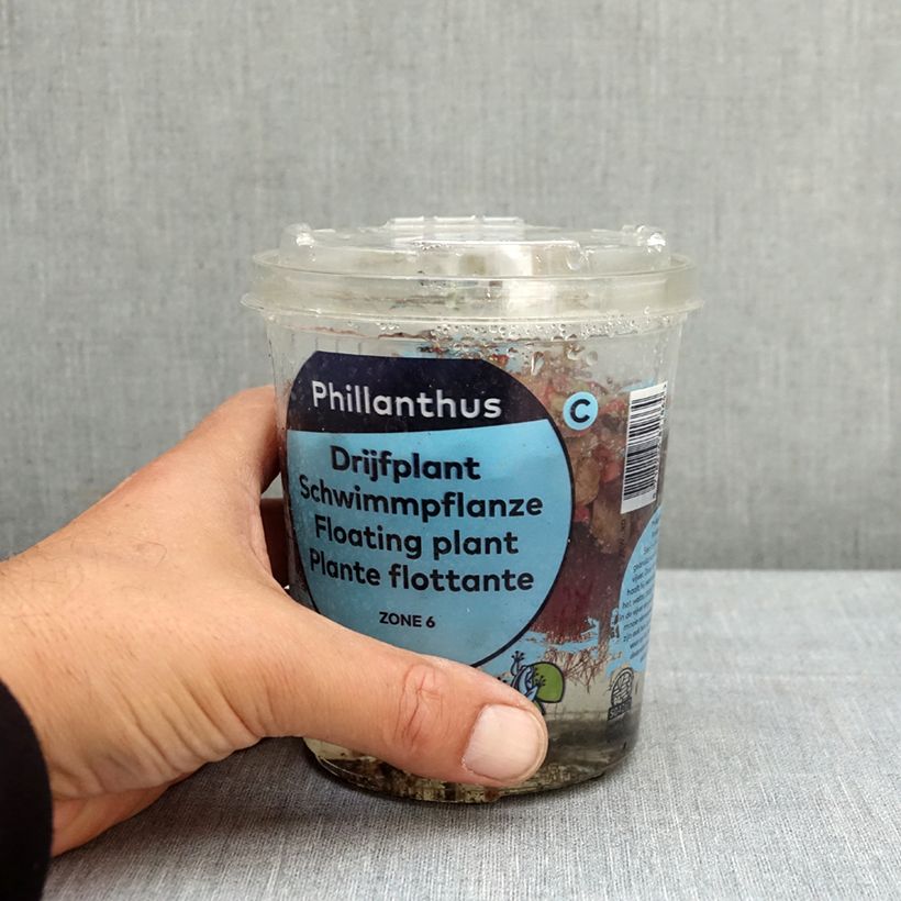 Amostra de Phyllanthus fluitans Caixa tal como entregue na primavera