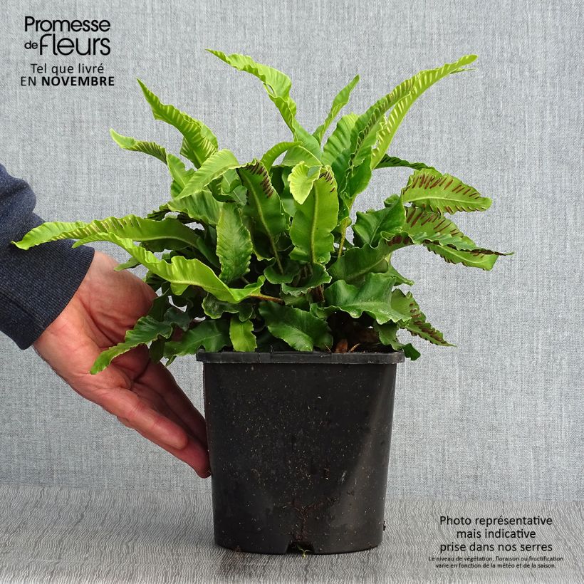 Amostra de Phyllitis scolopendrium - Língua-de-cervo Vaso de 2 L/3 L tal como entregue no outono