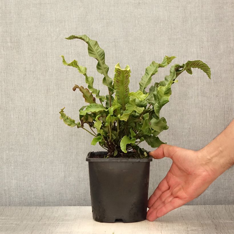 Amostra de Phyllitis scolopendrium Vaso de 2 L/3 L tal como entregue no verão