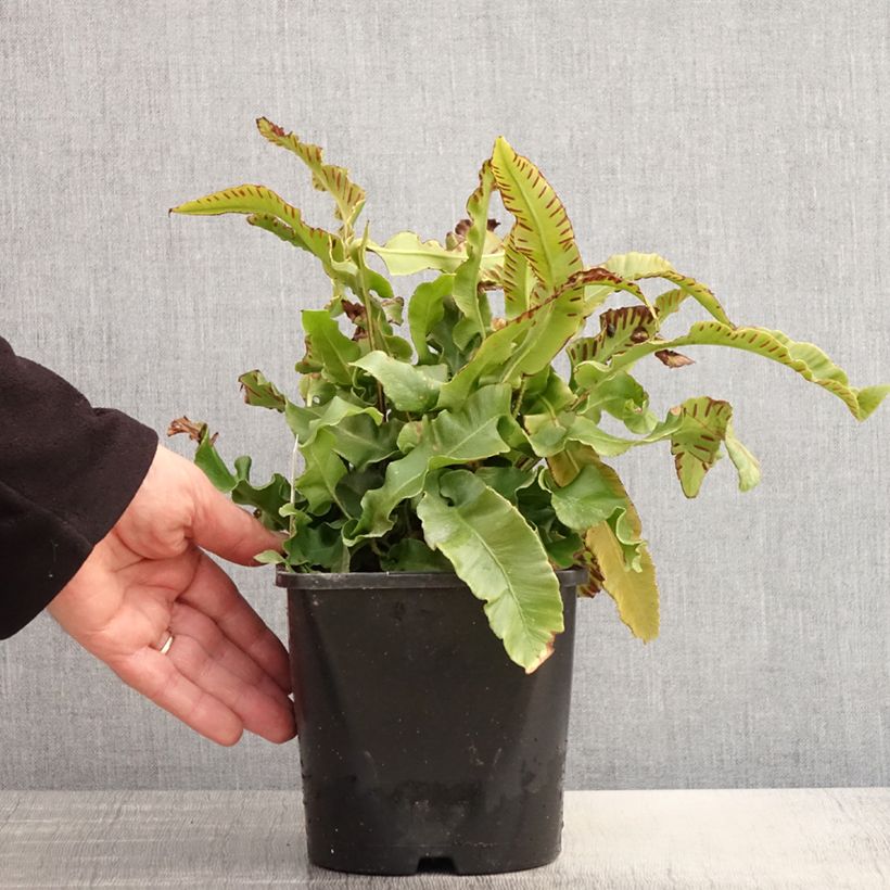 Amostra de Phyllitis scolopendrium Vaso de 2 L/3 L tal como entregue na primavera