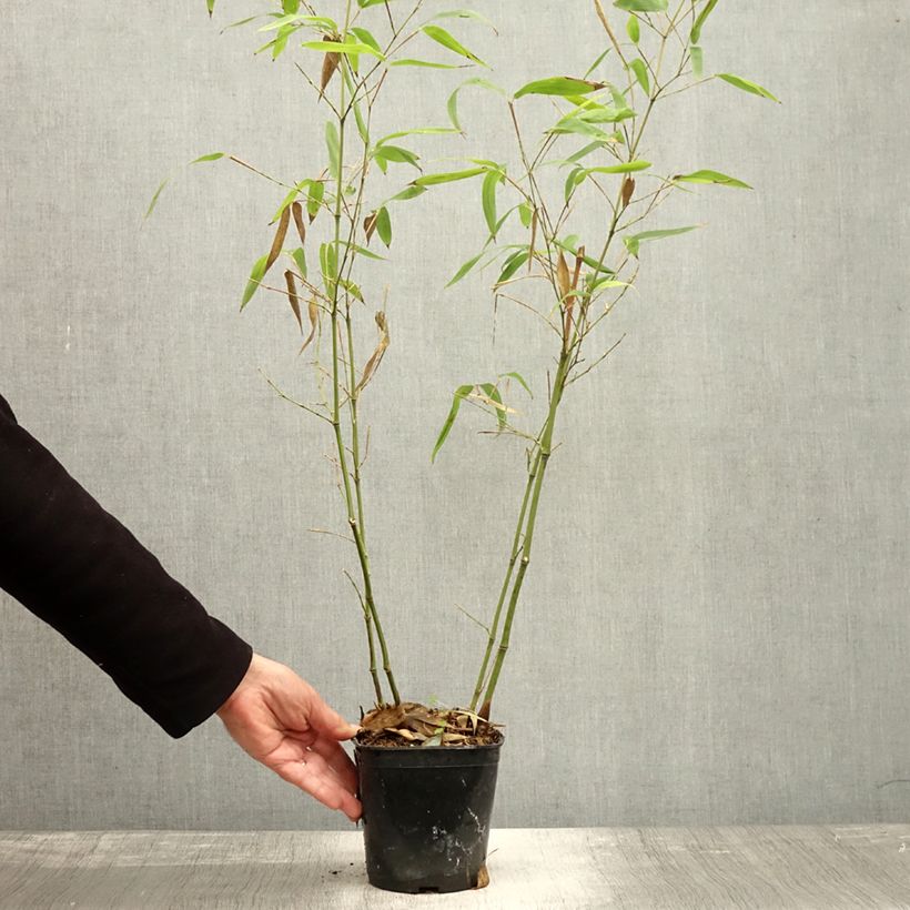 Amostra de Phyllostachys atrovaginata Green Perfume Vaso de 2 L/3 L tal como entregue no outono