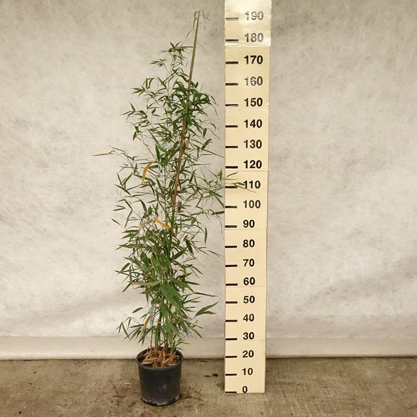 Amostra de Phyllostachys aurea Holochrysa Vaso de 12 L/15 L tal como entregue no verão