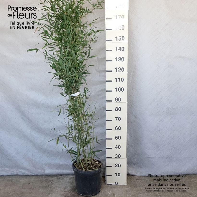 Amostra de Phyllostachys aurea Holochrysa - Bambou doré Vaso de 12 L/15 L tal como entregue no inverno
