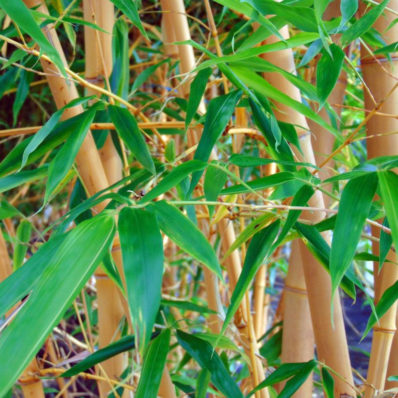 Phyllostachys aureosulcata Aureocaulis (Folhagem)