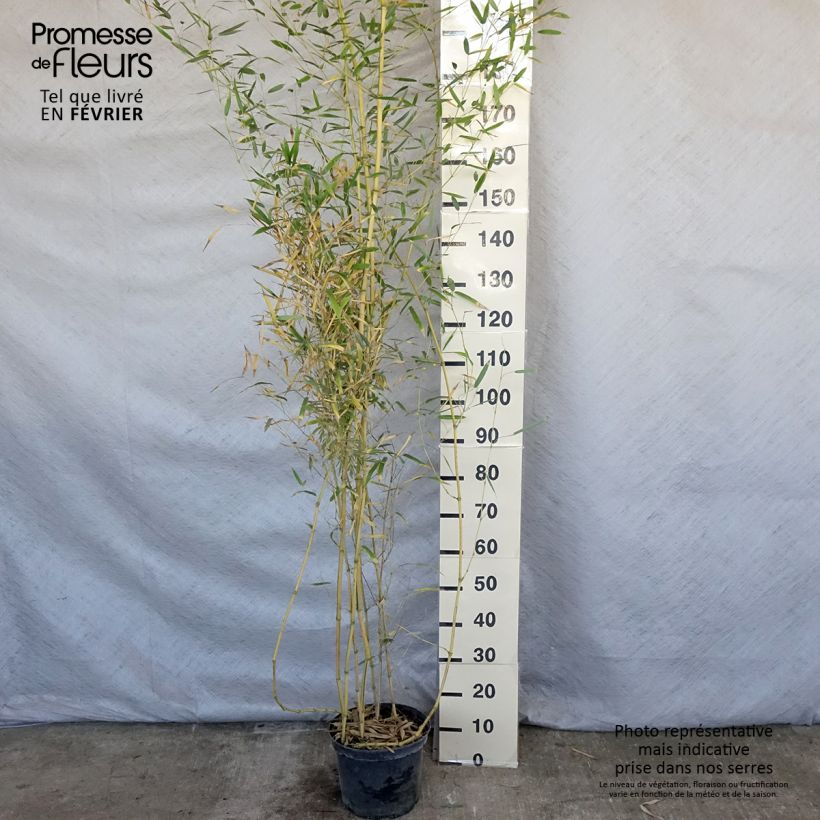 Amostra de Phyllostachys aureosulcata Spectabilis - Bambou moyen Vaso de 4 L/5 L tal como entregue no inverno