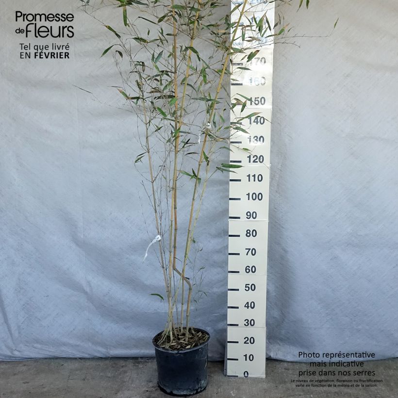 Amostra de Phyllostachys aureosulcata Spectabilis - Bambou moyen Vaso de 7,5 L/10 L tal como entregue no inverno