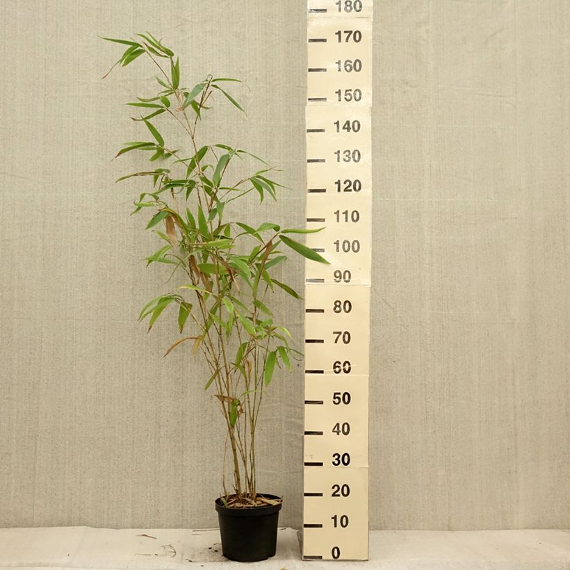Amostra de Phyllostachys edulis (= pubescens) - Bambou géant Pot de 4L/5L tal como entregue no outono