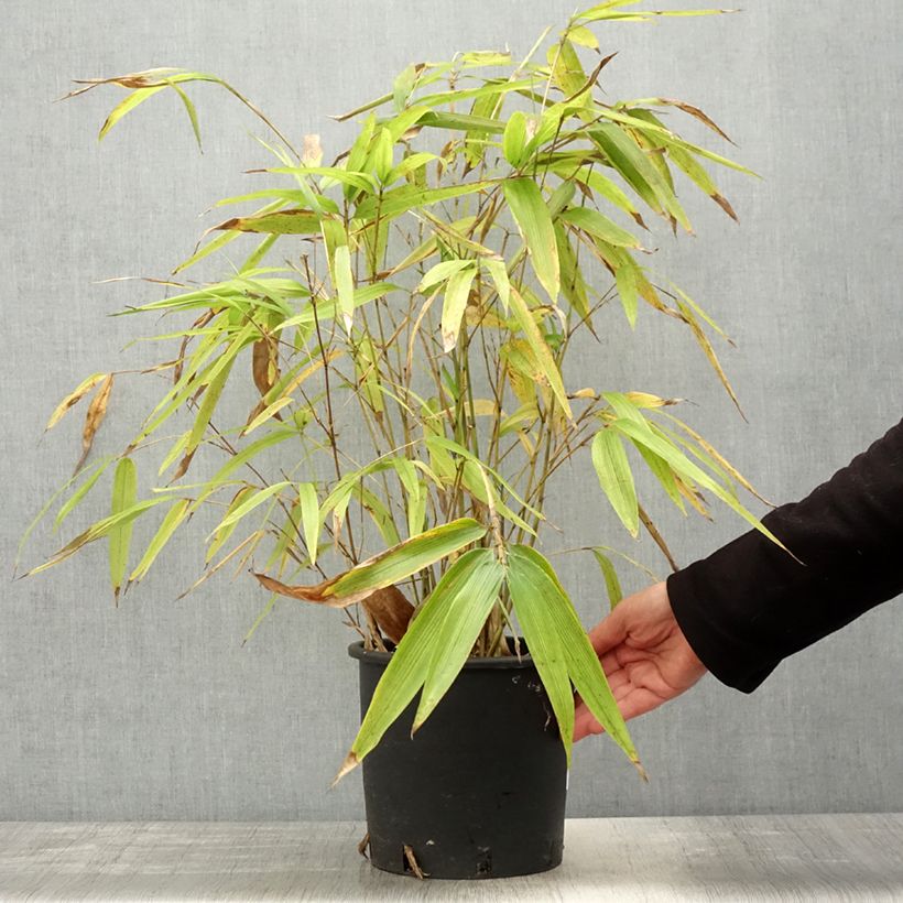 Amostra de Phyllostachys edulis Vaso de 4 L/5 L tal como entregue na primavera
