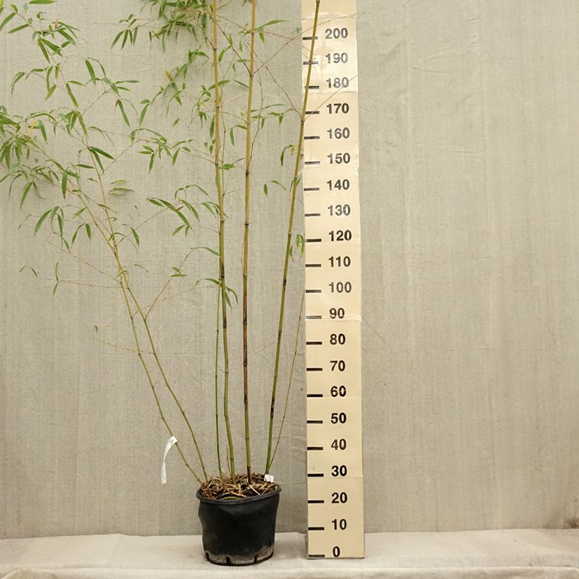 Amostra de Phyllostachys flexuosa Vaso de 12 L/15 L tal como entregue no outono