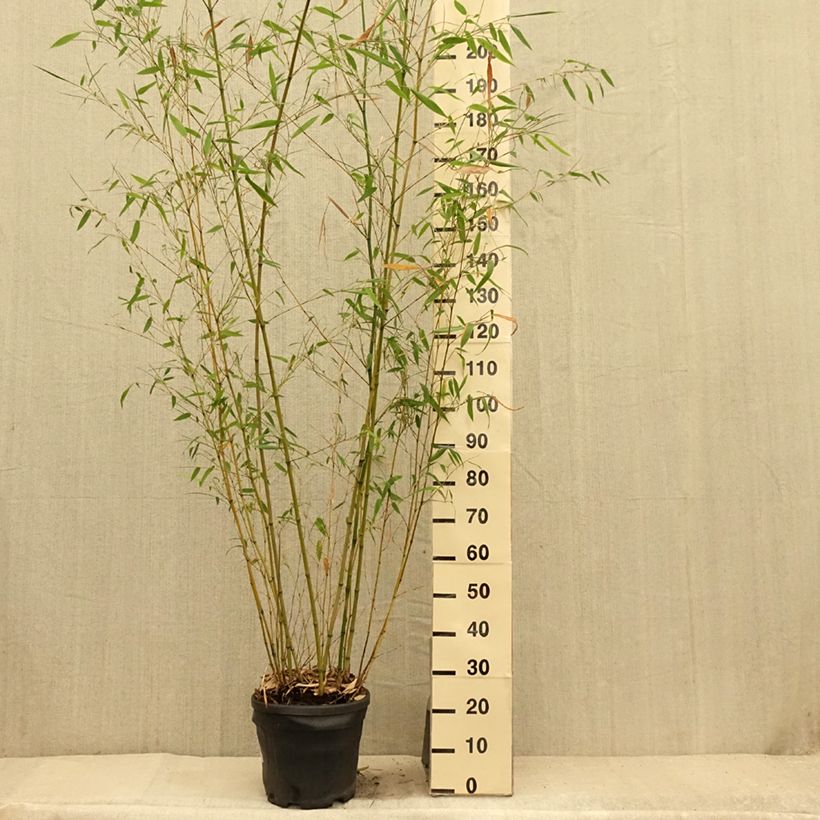 Amostra de Phyllostachys flexuosa Vaso de 12 L/15 L tal como entregue no verão