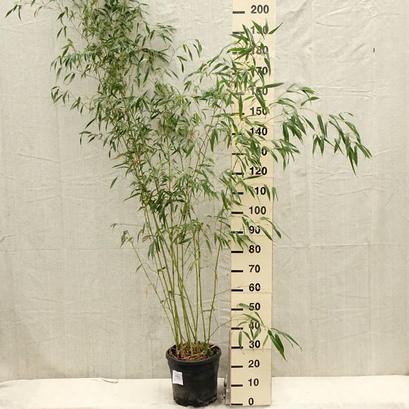 Amostra de Phyllostachys flexuosa Vaso de 12 L/15 L tal como entregue na primavera
