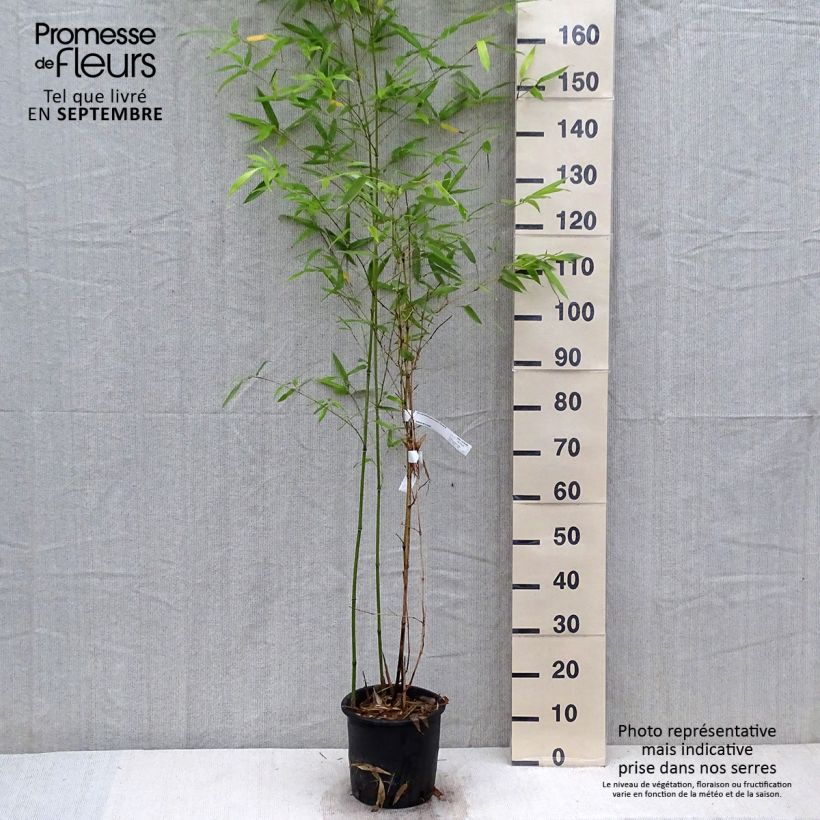 Amostra de Phyllostachys glauca Vaso de 4 L/5 L tal como entregue no outono