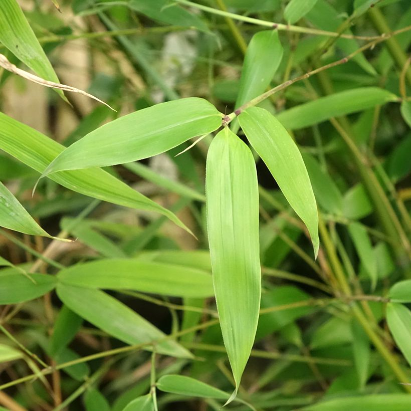 Phyllostachys glauca (Folhagem)