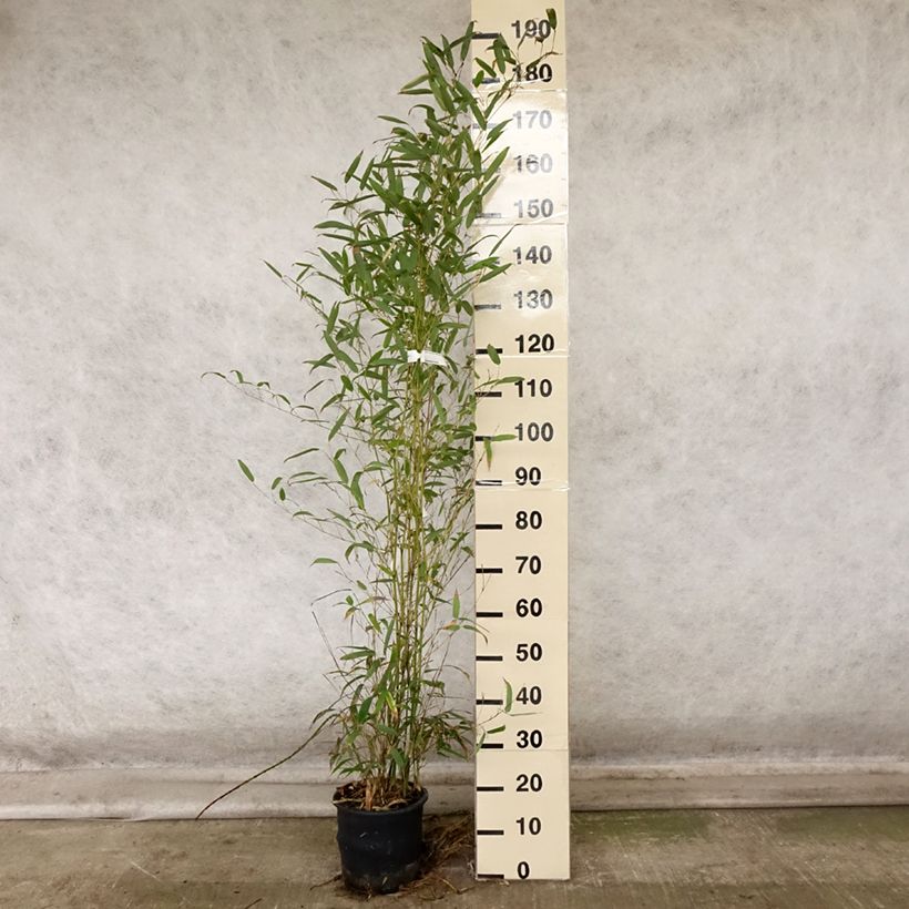 Amostra de Phyllostachys heteroclada Vaso de 4 L/5 L tal como entregue no outono