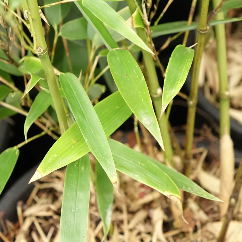 Phyllostachys heteroclada (Folhagem)
