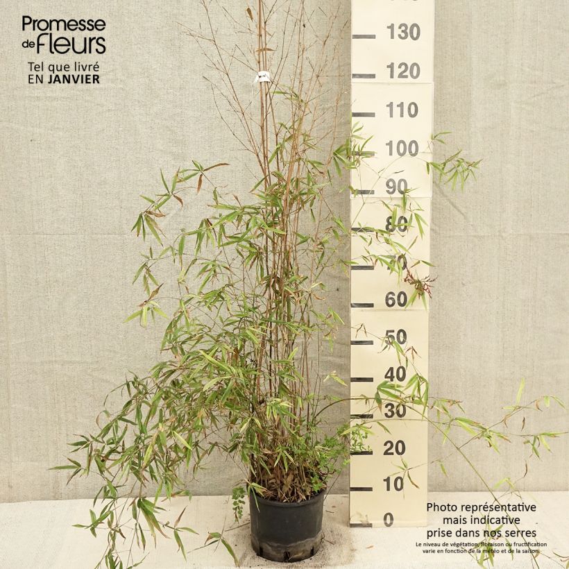 Amostra de Phyllostachys humilis - Bambou moyen Vaso de 4 L/5 L tal como entregue no inverno