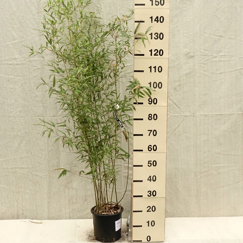 Amostra de Phyllostachys humilis Vaso de 4 L/5 L tal como entregue na primavera