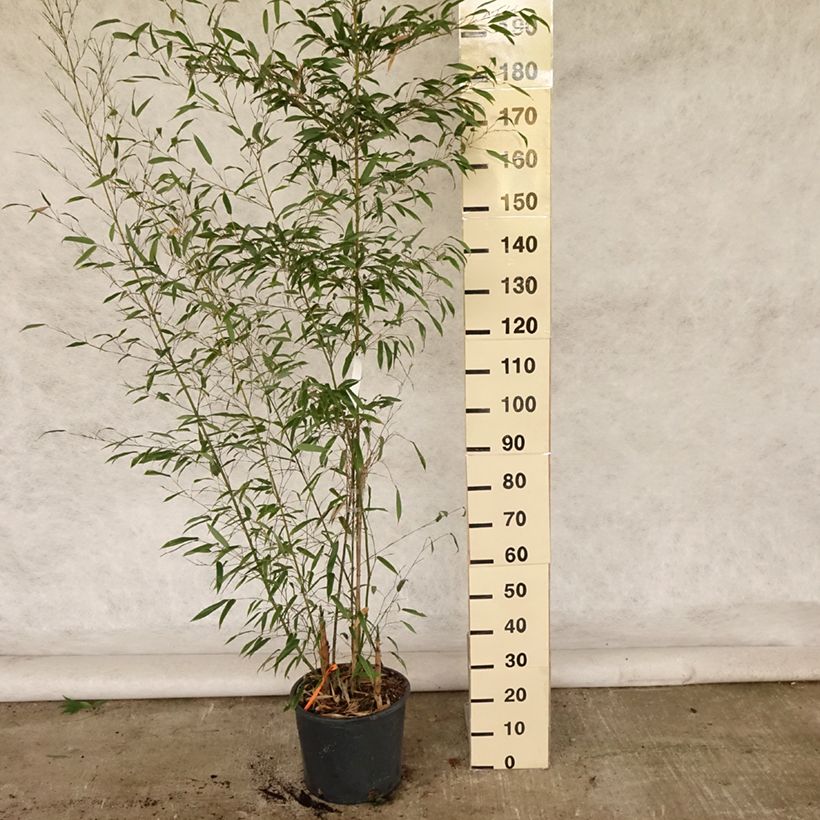 Amostra de Phyllostachys nigra Boryana Vaso de 12 L/15 L tal como entregue no verão