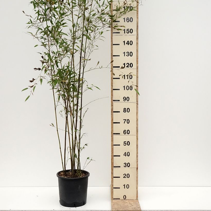 Amostra de Phyllostachys nigra Boryana - Bambou géant Vaso de 12 L/15 L tal como entregue no inverno