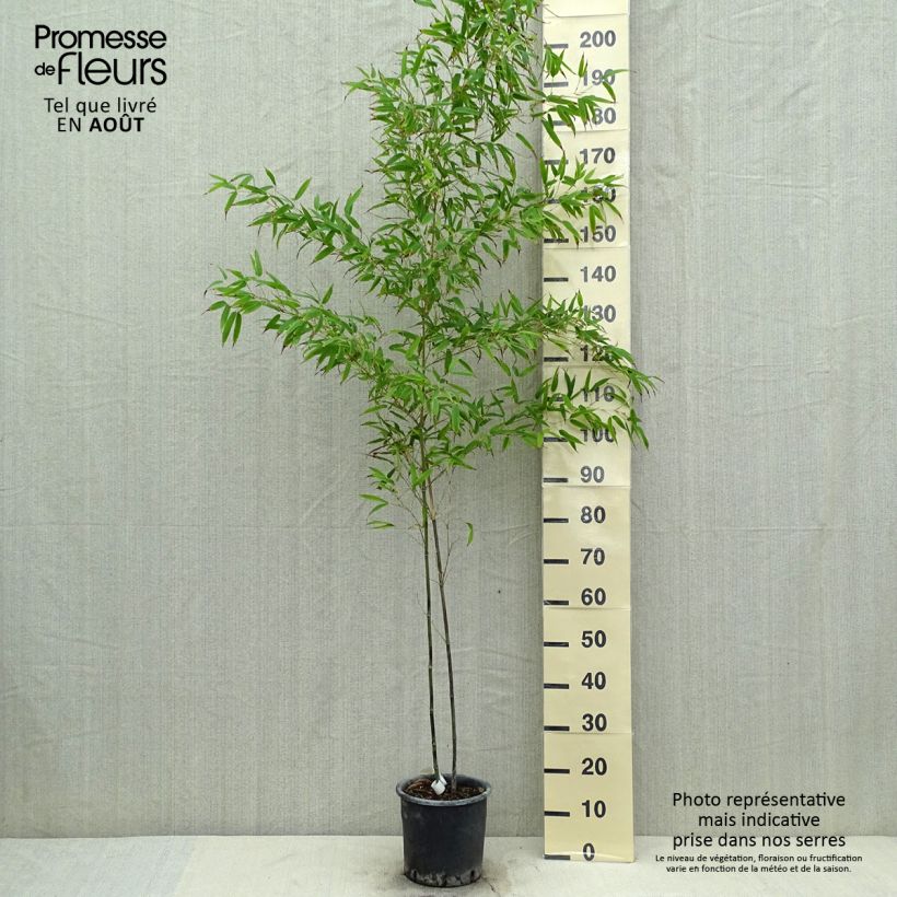 Amostra de Phyllostachys nigra Boryana Vaso de 4 L/5 L tal como entregue no verão