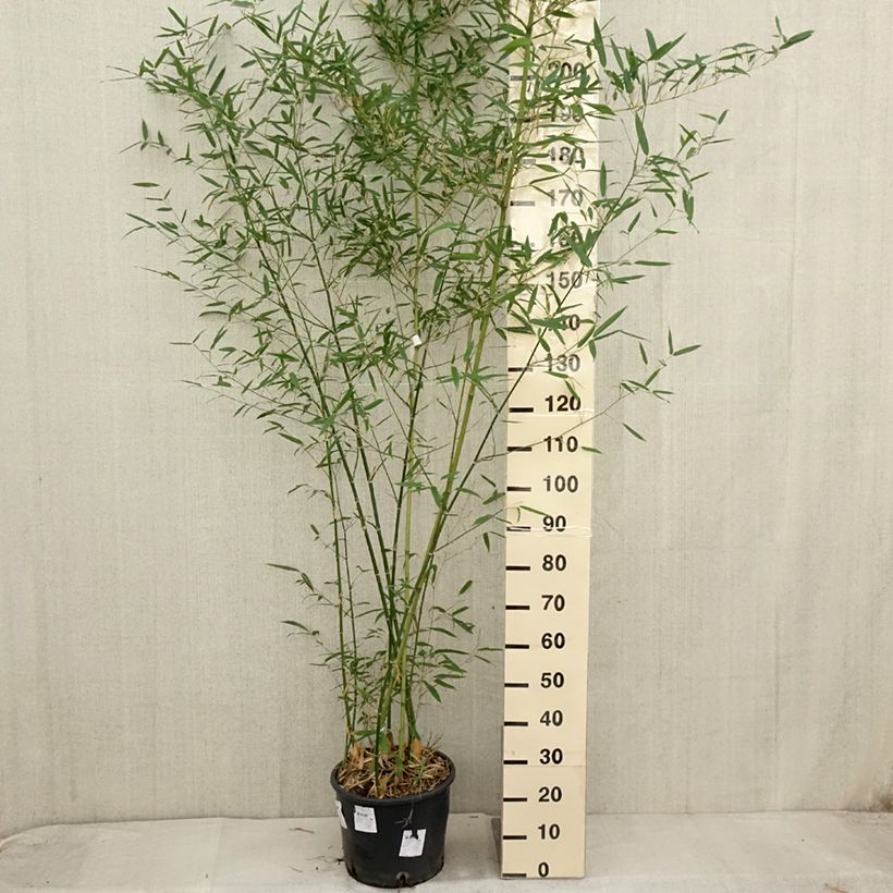 Amostra de Phyllostachys parvifolia Vaso de 12 L/15 L tal como entregue no outono