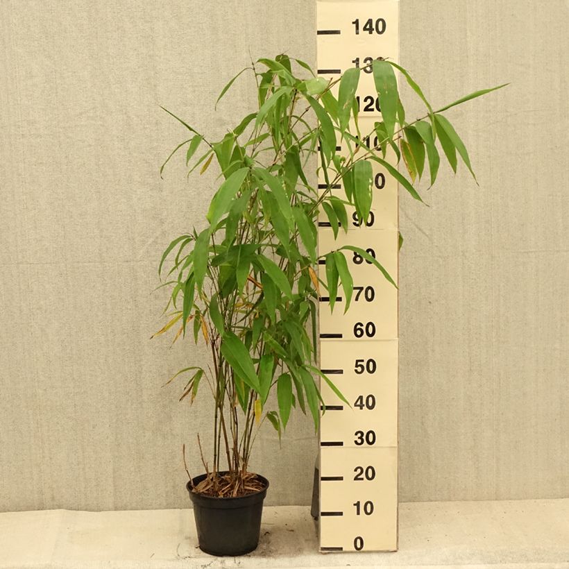 Amostra de Phyllostachys parvifolia Vaso de 12 L/15 L tal como entregue no verão