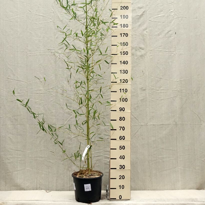 Amostra de Phyllostachys parvifolia Vaso de 12 L/15 L tal como entregue na primavera