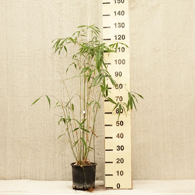 Amostra de Phyllostachys rubromarginata Vaso de 4 L/5 L tal como entregue na primavera