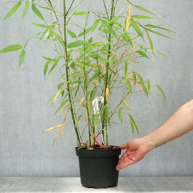 Amostra de Phyllostachys viridiglaucescens Vaso de 4 L/5 L tal como entregue no verão