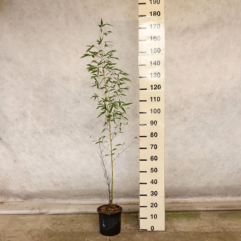 Amostra de Phyllostachys viridis Sulphurea Vaso de 4 L/5 L tal como entregue no outono