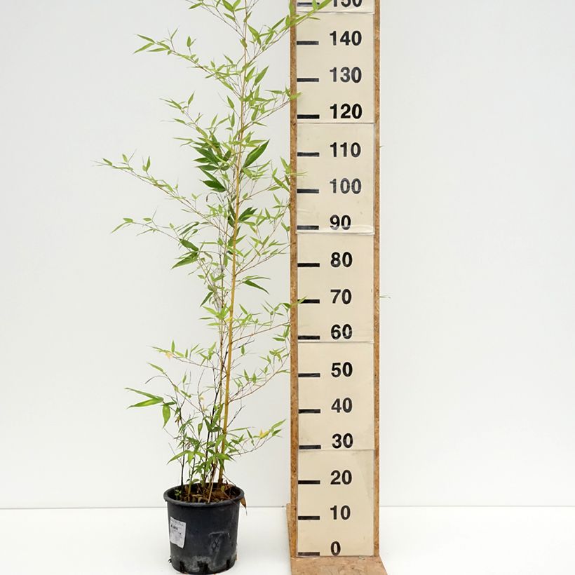 Amostra de Phyllostachys viridis Sulphurea Vaso de 4 L/5 L tal como entregue no verão